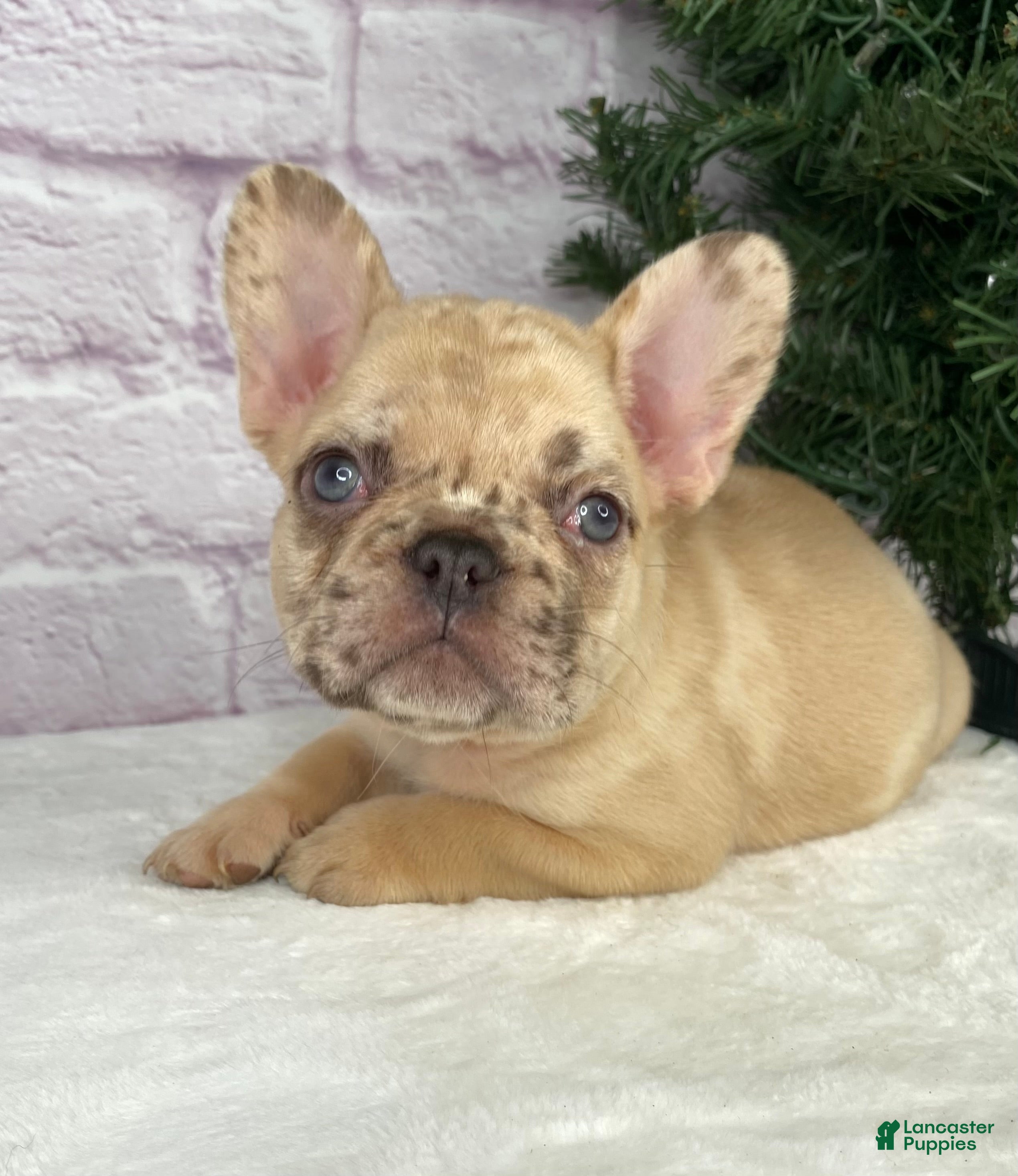 French Bulldog dogs April - Ad 3