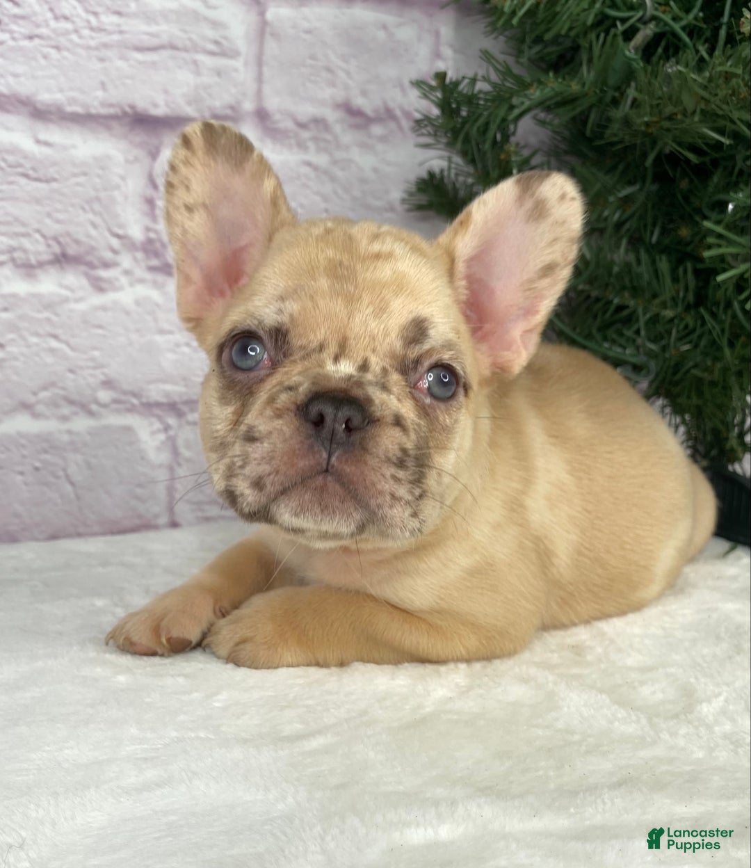 French Bulldog dogs for sale: April - Ad 1