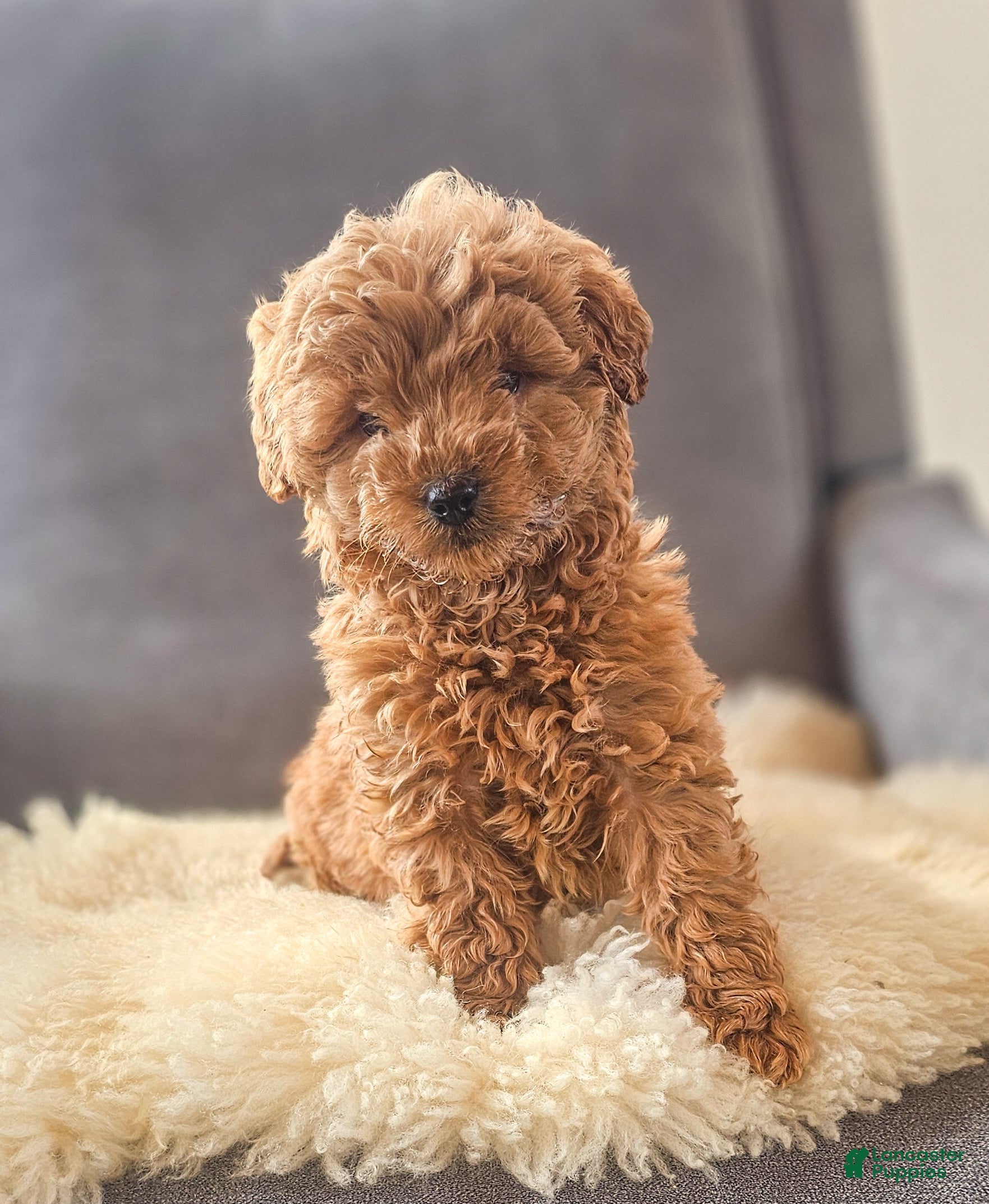 Mini Goldendoodle dogs Toby - Ad 3