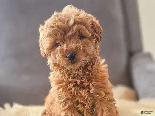 Mini Goldendoodle dogs Toby - Ad 21