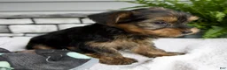 Morkie dogs for sale: Willow - Ad 3