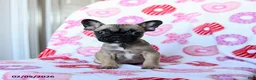 French Bulldog dogs for sale: Peaches - Ad 4