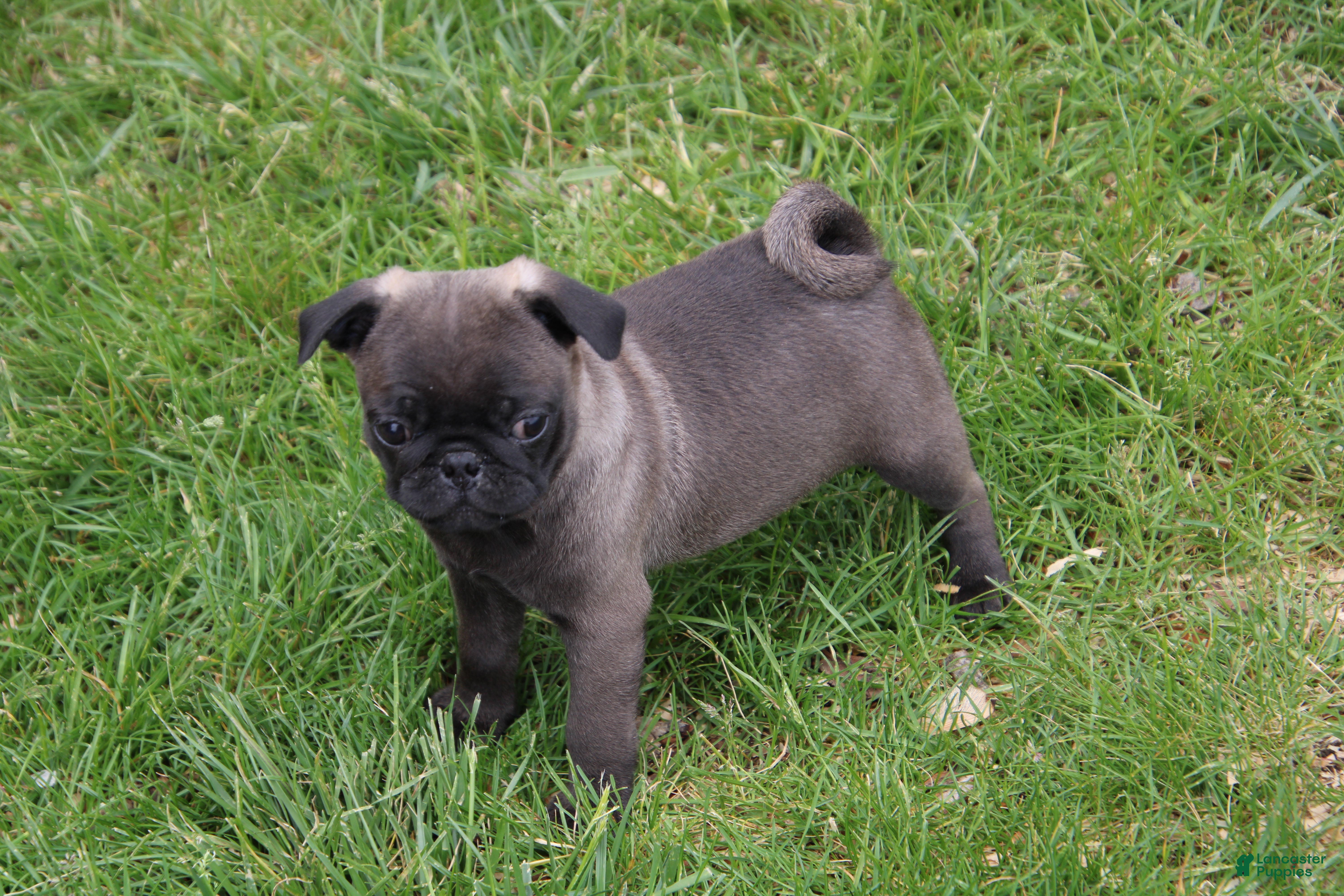 Pug dogs Dodge - Ad 25