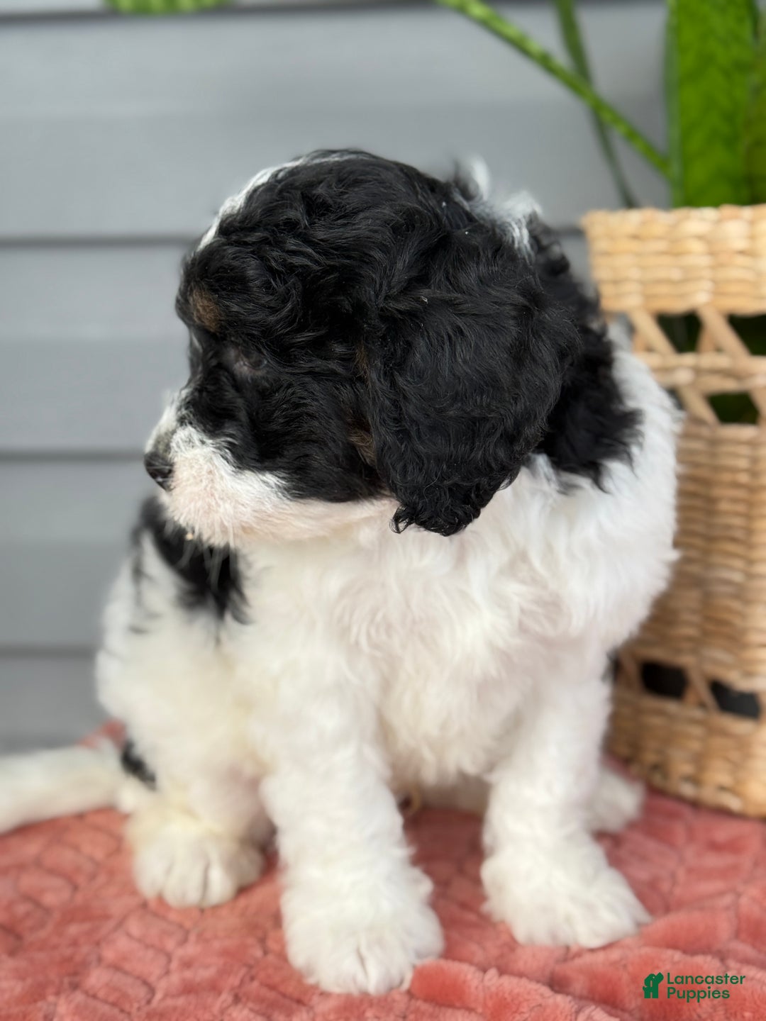 Mini Bernedoodle dogs for sale: Finn - Ad 12
