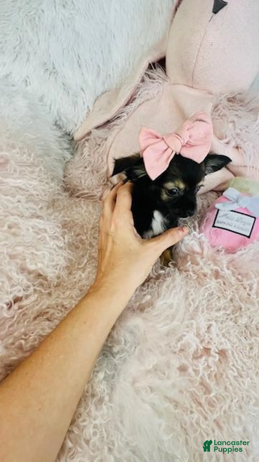 Chihuahua dogs for sale: Chihuahua Puppy 1 - Ad 3