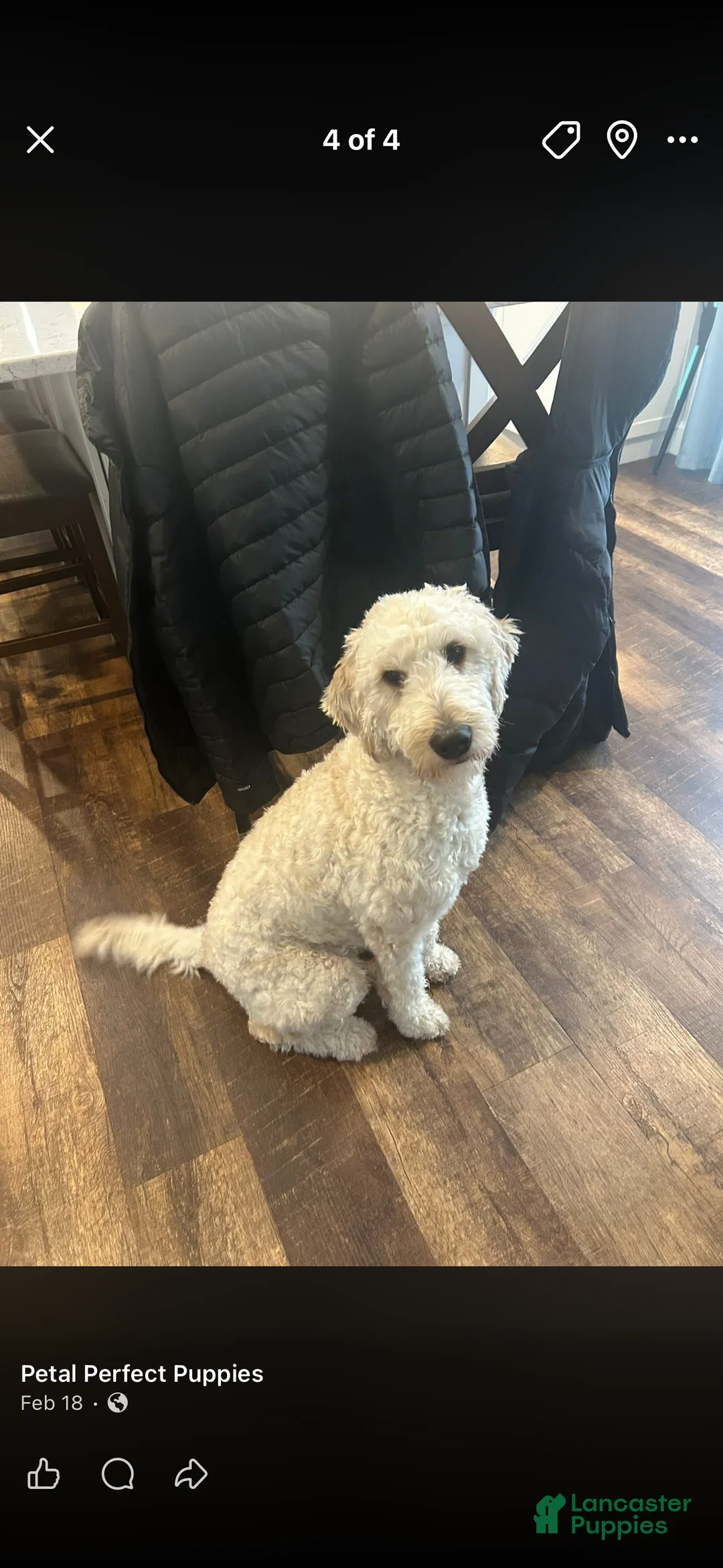 Goldendoodle dogs for sale: Pearl - Ad 2
