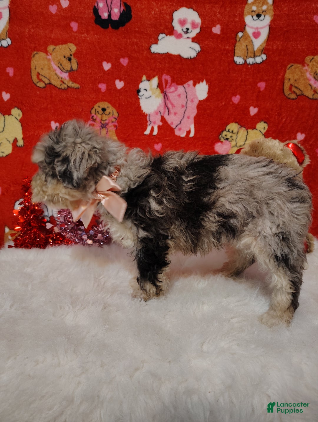 Mini Bernedoodle dogs for sale: Maggie - Ad 3