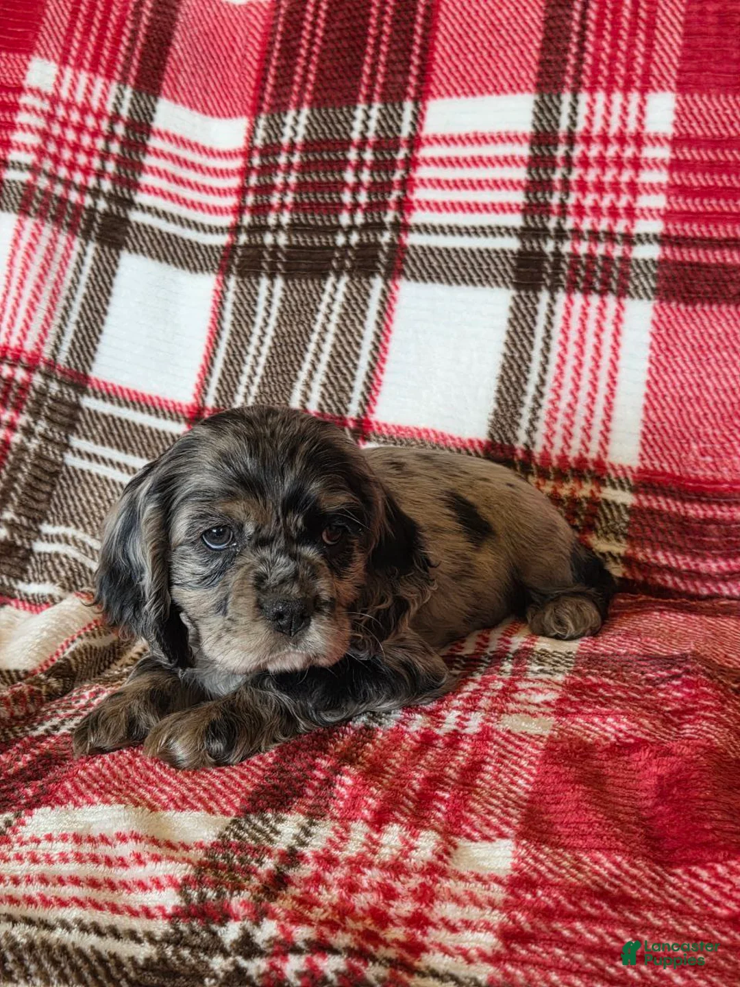 Mixed Breed dogs for sale: Tramp - Ad 5