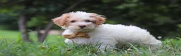 Yorkiepoo dogs for sale: Jackson - Ad 4