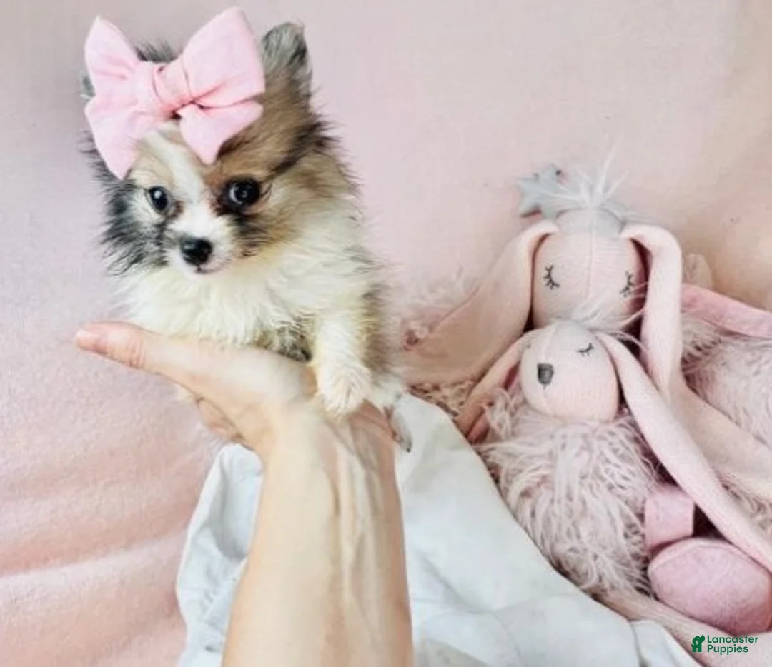 Pomeranian dogs for sale: Pomeranian Puppy 2 - Ad 2