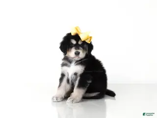 Tibetan Mastiff dogs for sale: Tibetan Mastiff Puppy | Yellow Girl - Ad 2