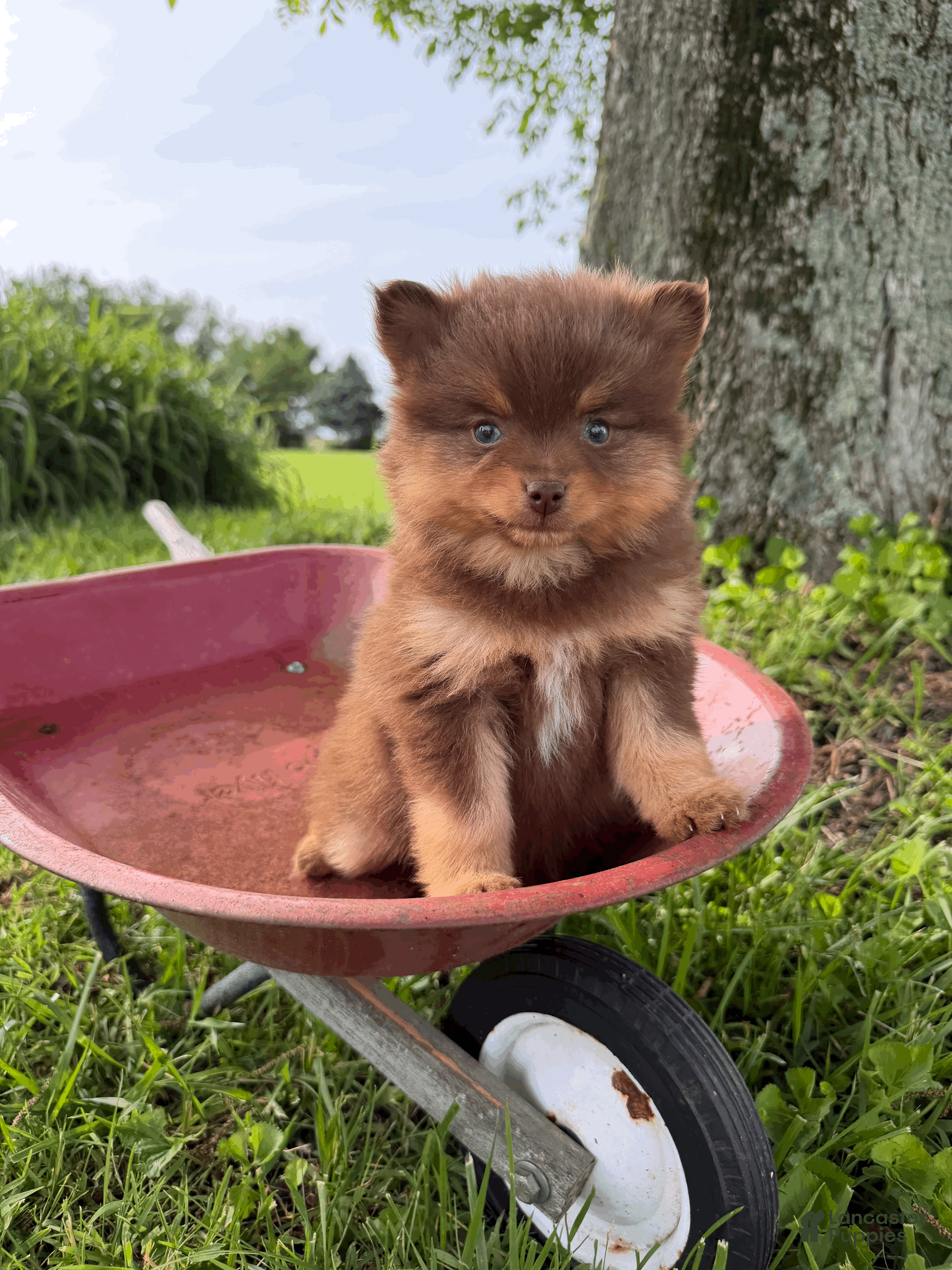 Pomsky dogs Heidi Jr. - Ad 2