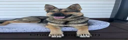 German Shepherd dogs for sale: Knox - Ad 14