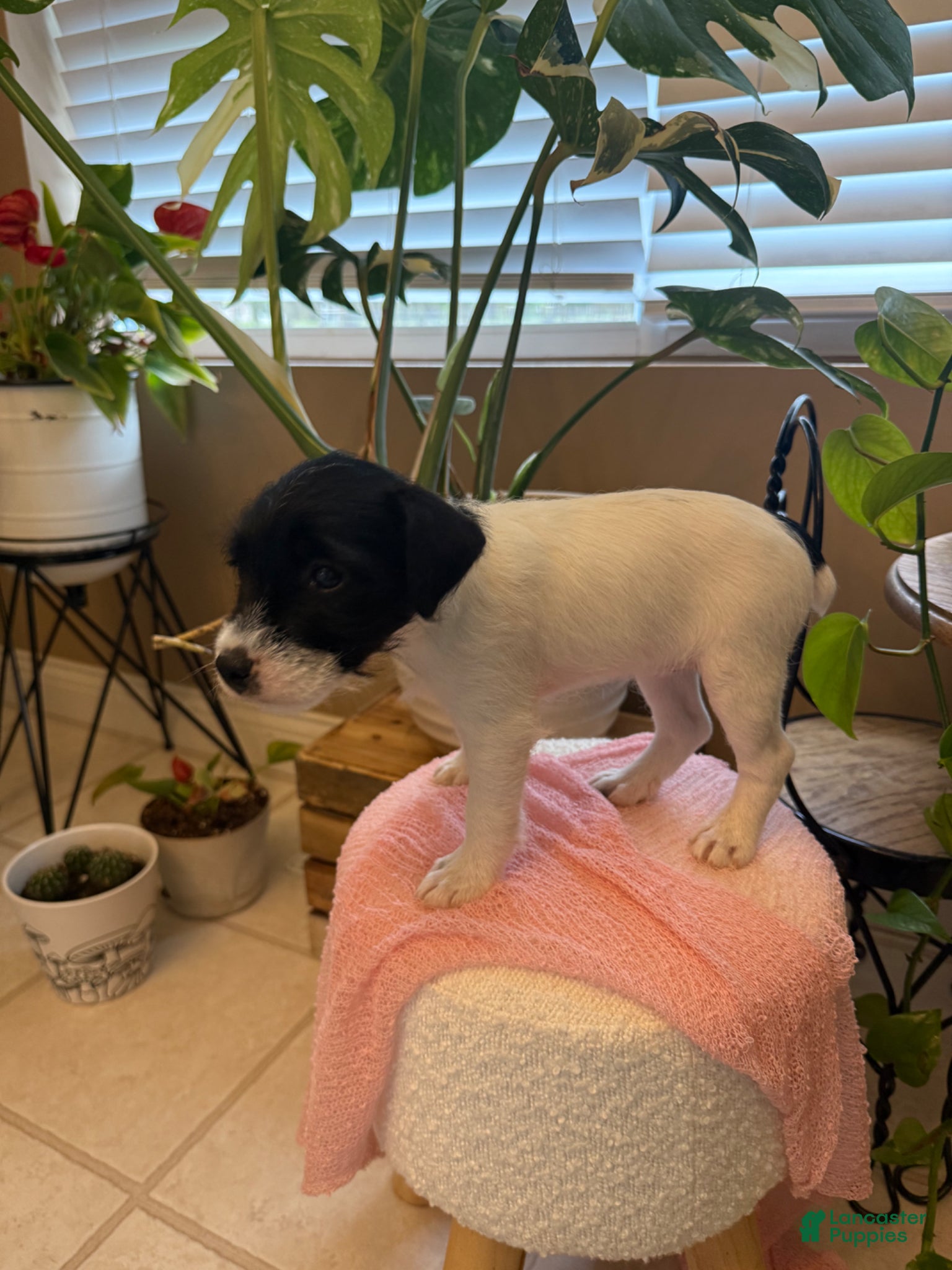 Jack Russell Terrier dogs Jrtca Daisy - Ad 2