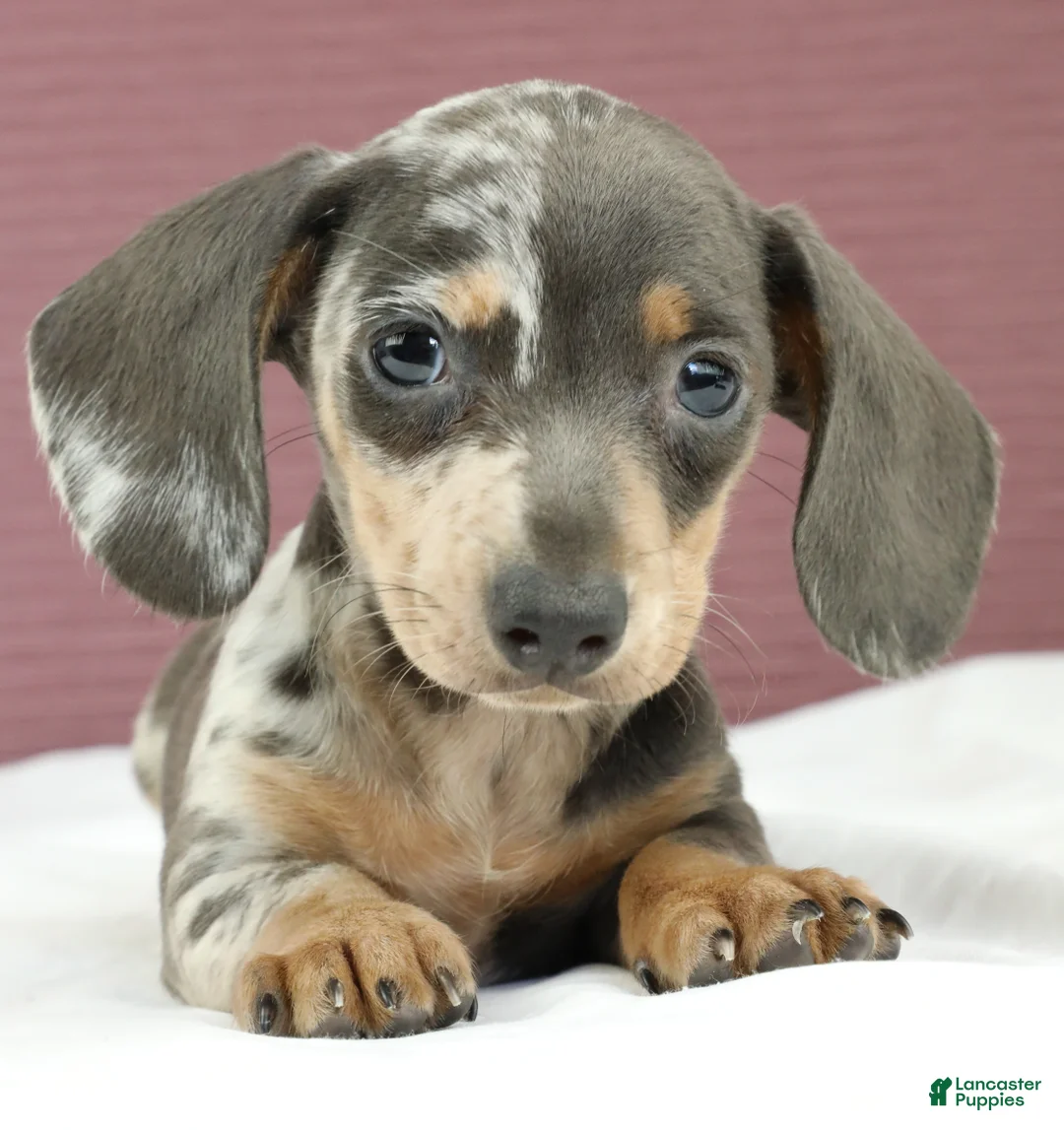 Miniature Dachshund dogs for sale: Indigo 💜 - Ad 1