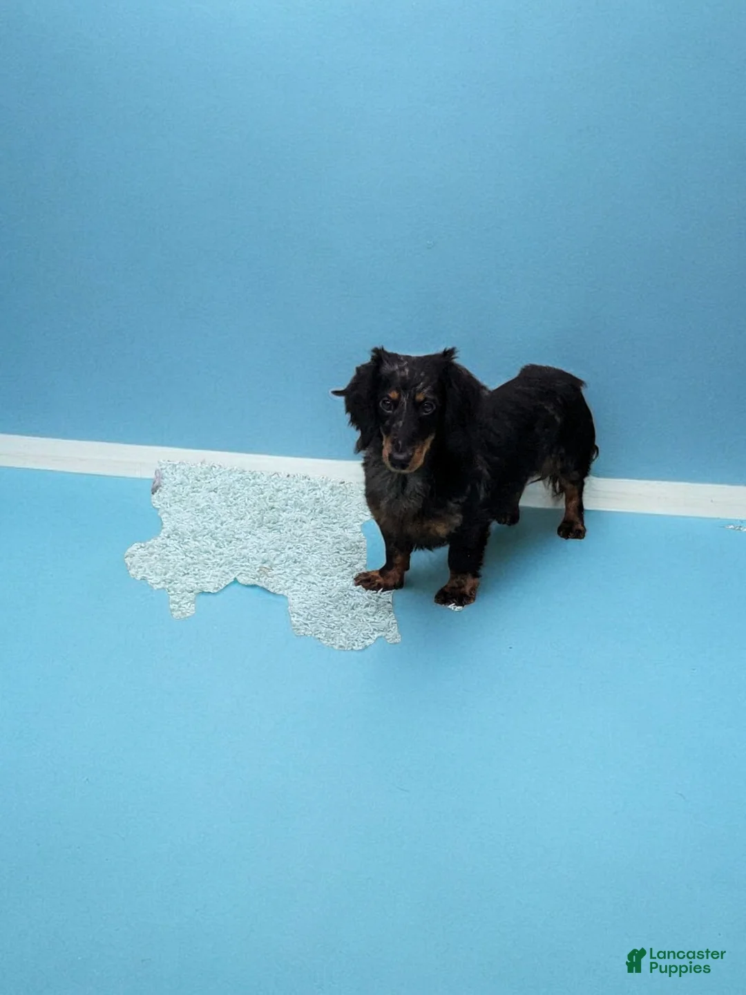 Miniature Dachshund dogs for sale: Pepper - Ad 7