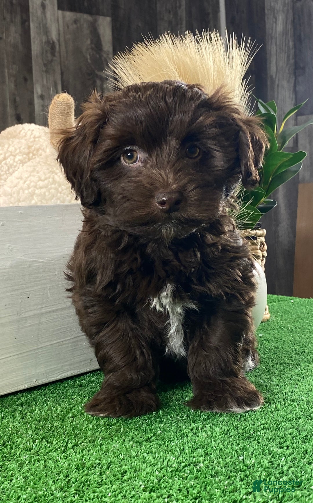 Havanese dogs for sale: Hershey  - Ad 5