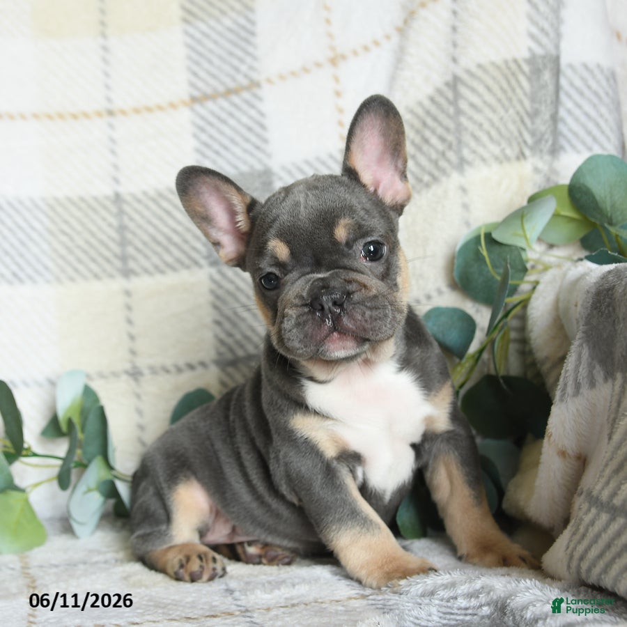 French Bulldog dogs Gary - Ad 1