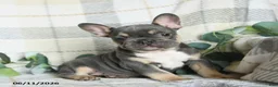 French Bulldog dogs for sale: Gary - Ad 1