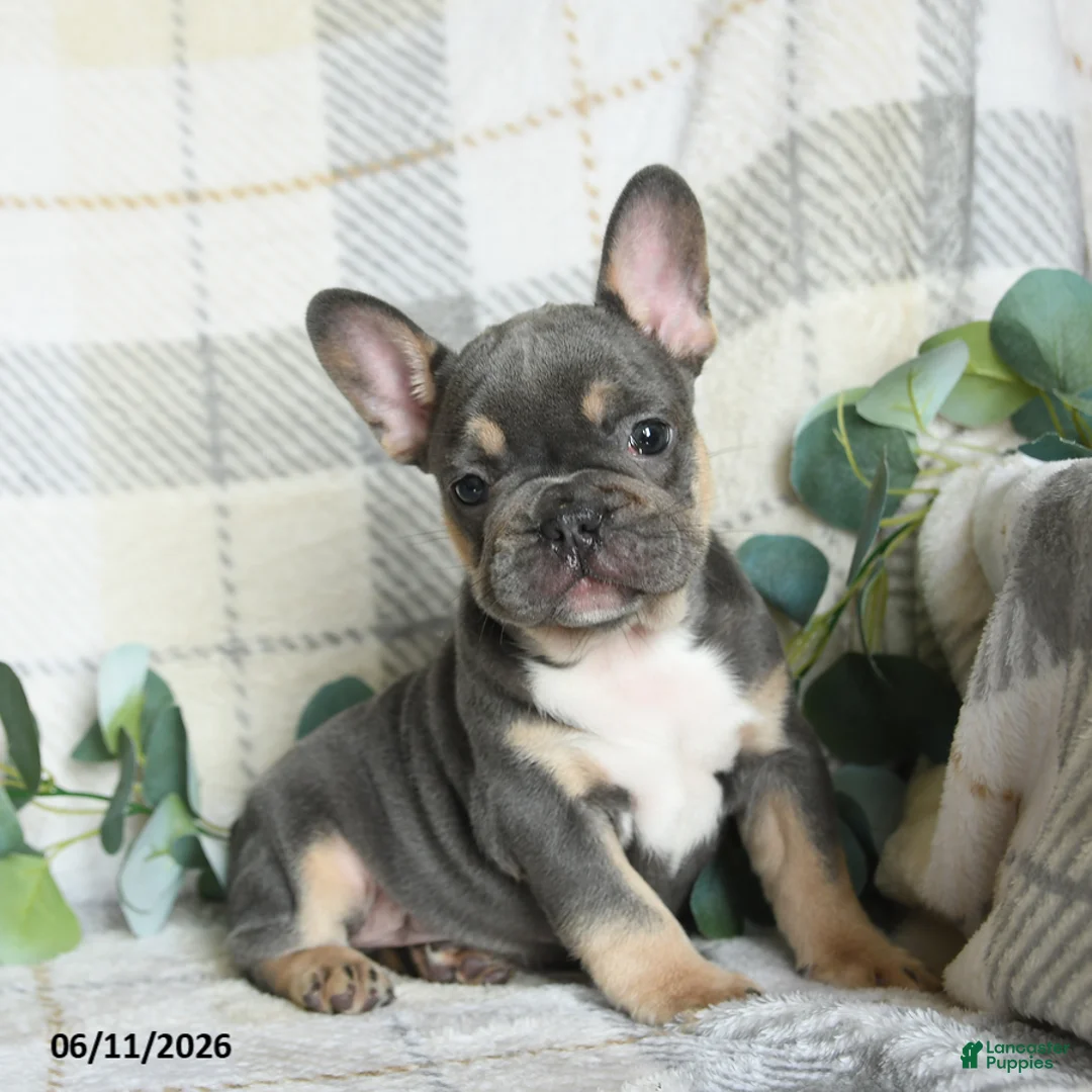 French Bulldog dogs for sale: Gary - Ad 1