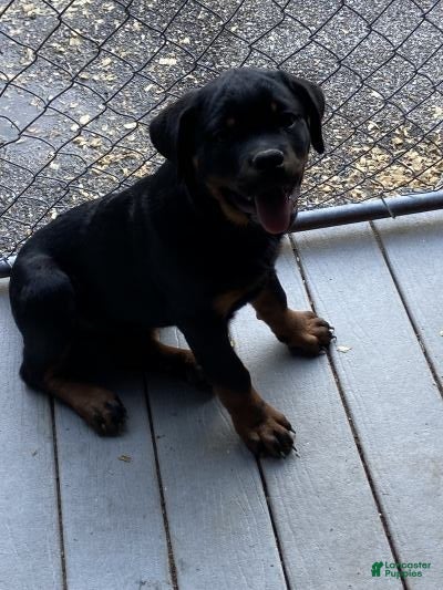 Rottweiler dogs Rottweiler Puppy 6 - Ad 17