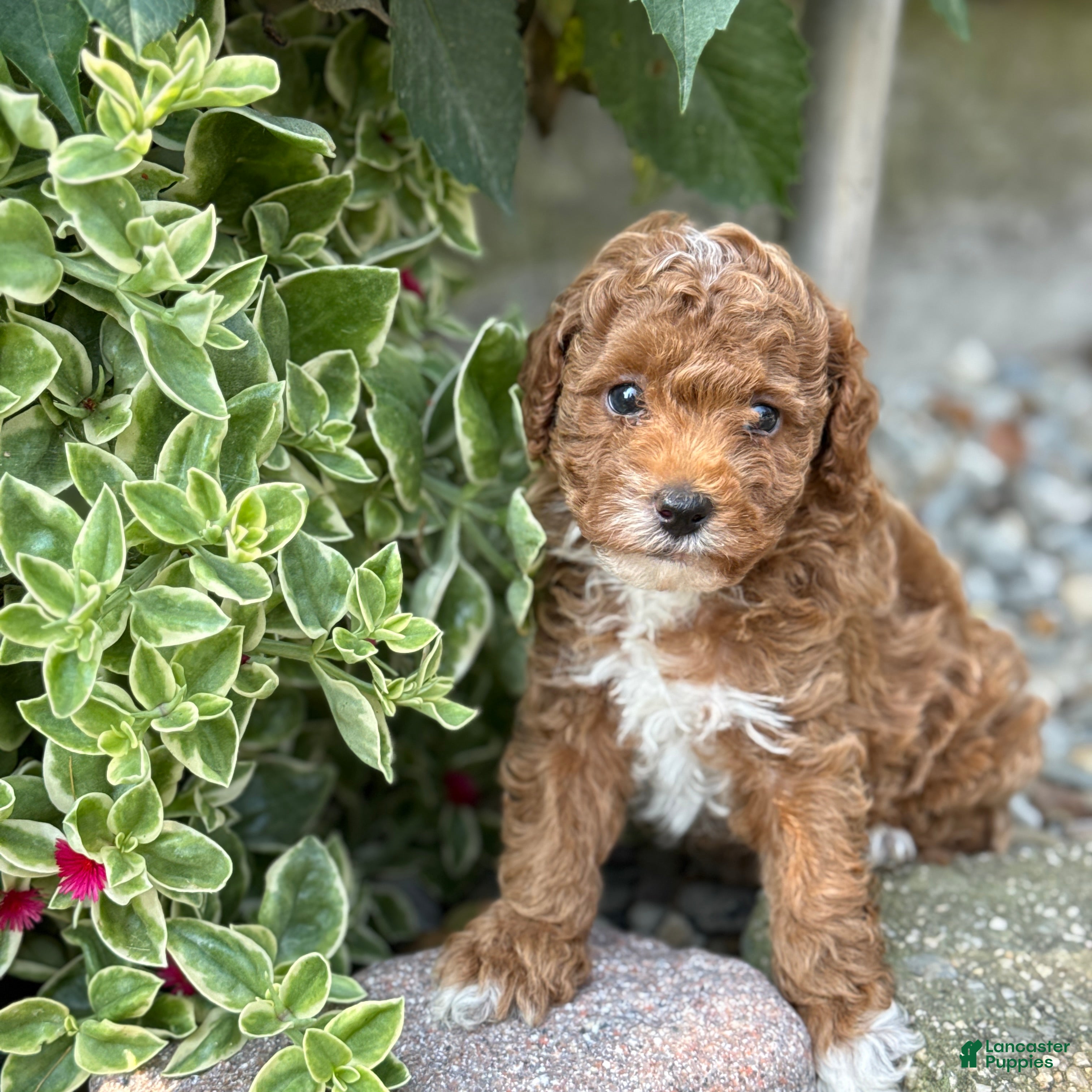 Toy Poodle dogs Pepsi - Ad 1