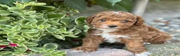 Toy Poodle dogs for sale: Pepsi - Ad 1