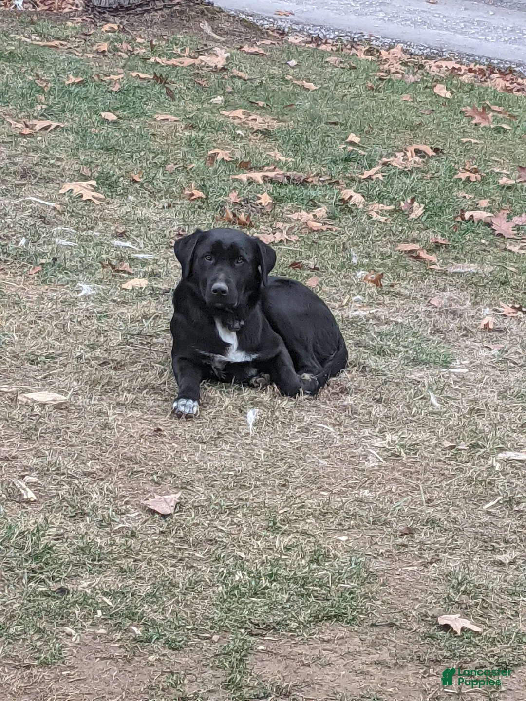 Mixed Breed dogs for sale: Mike - Ad 4
