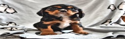 Cavalier King Charles Spaniel dogs for sale: Ralphie - Ad 3