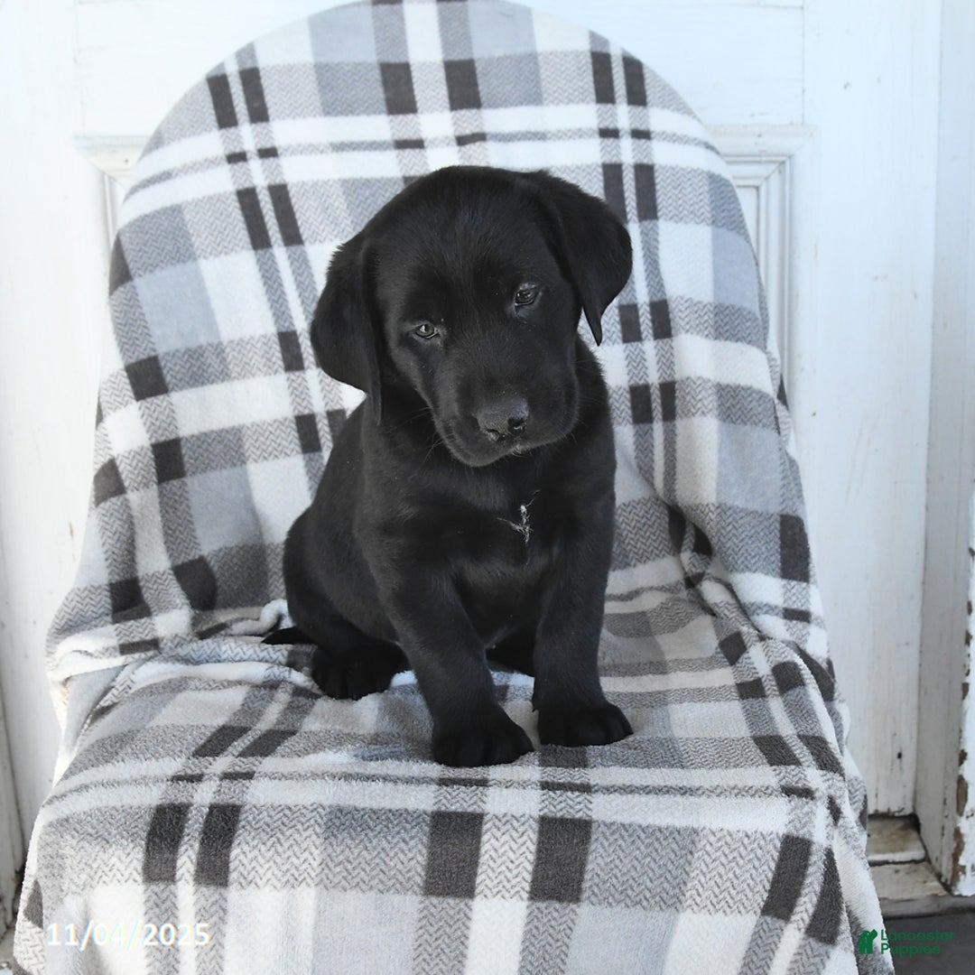Labrador Retriever dogs for sale: Tina - Ad 2