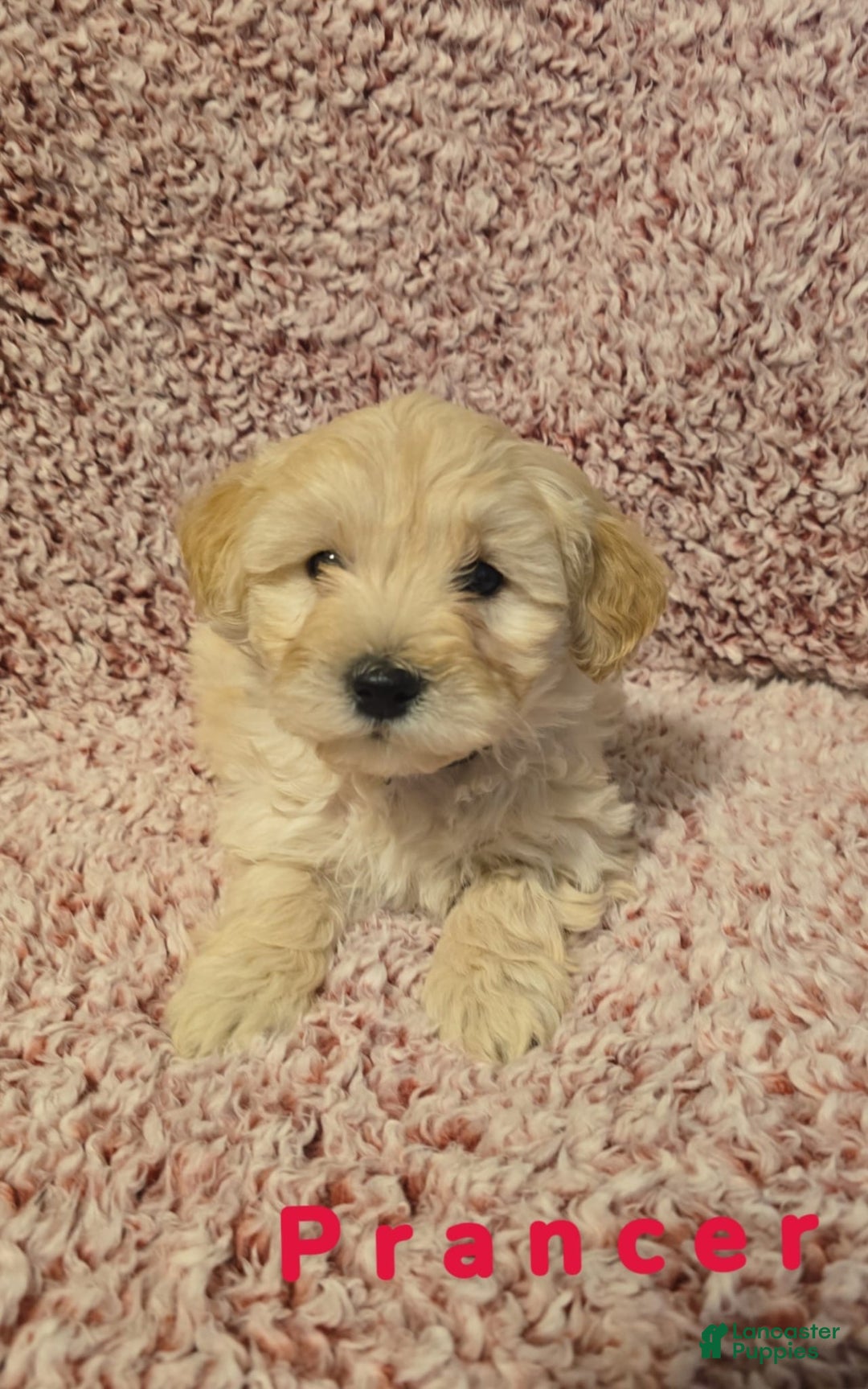Bichpoo dogs for sale: Bichpoo Puppy 1 - Ad 1