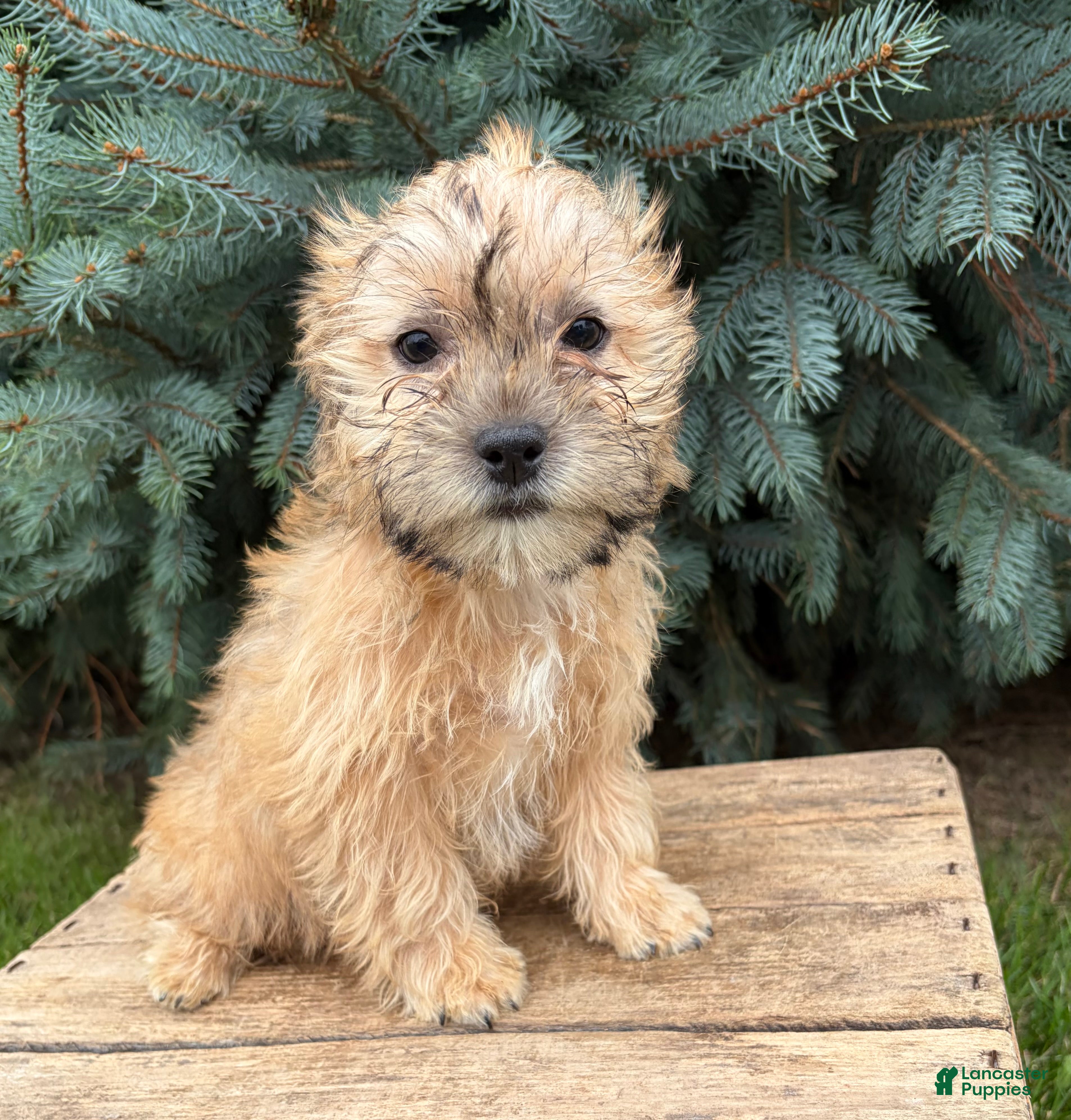 Shorkie dogs Axle - Ad 1
