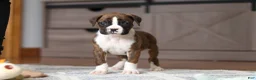 Boxer dogs for sale: Indy - Ad 15