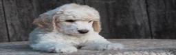 Standard Poodle dogs for sale: Canyon AKC Standard Poodle  - Ad 4