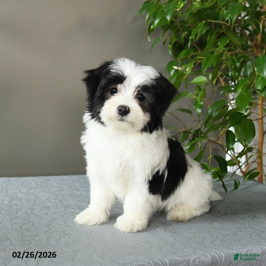 Mixed Breed dogs Selena - Ad 2