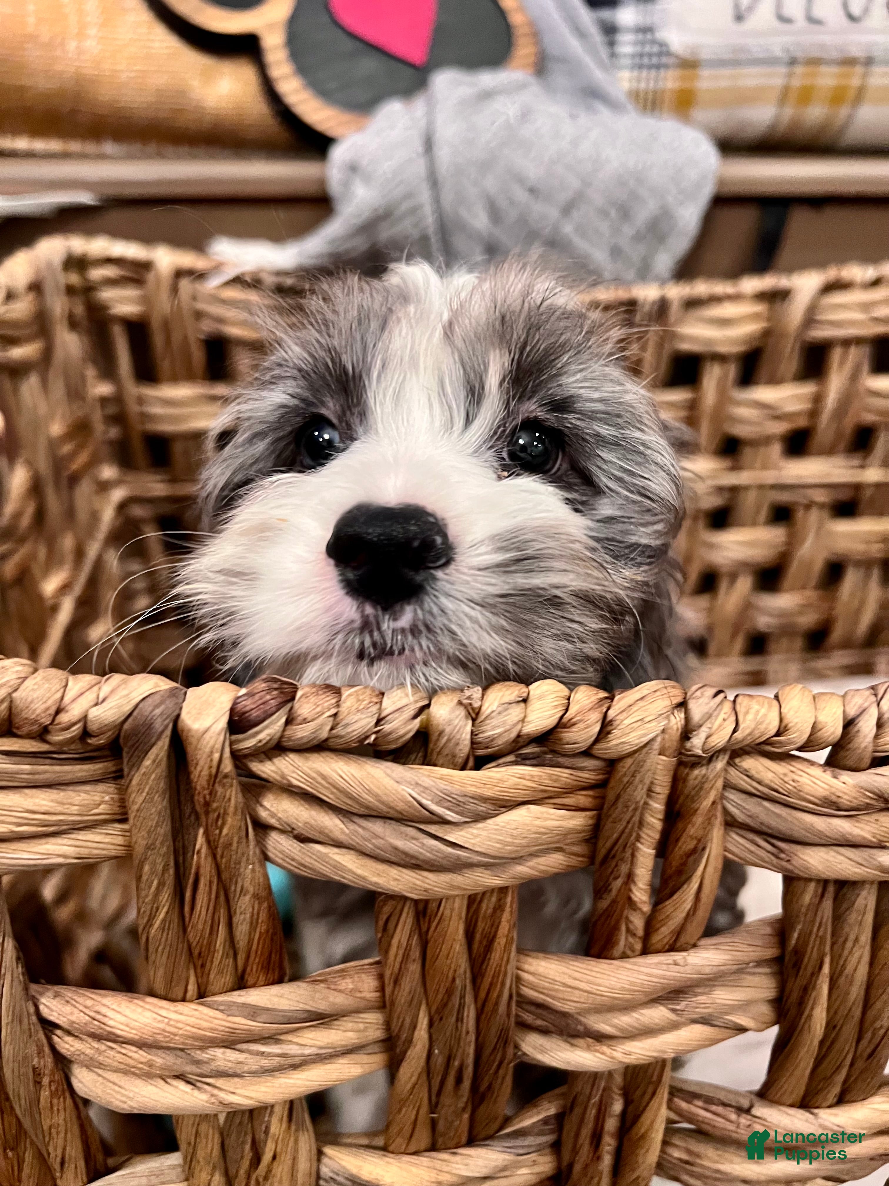 Cockapoo dogs Ace  - Ad 1