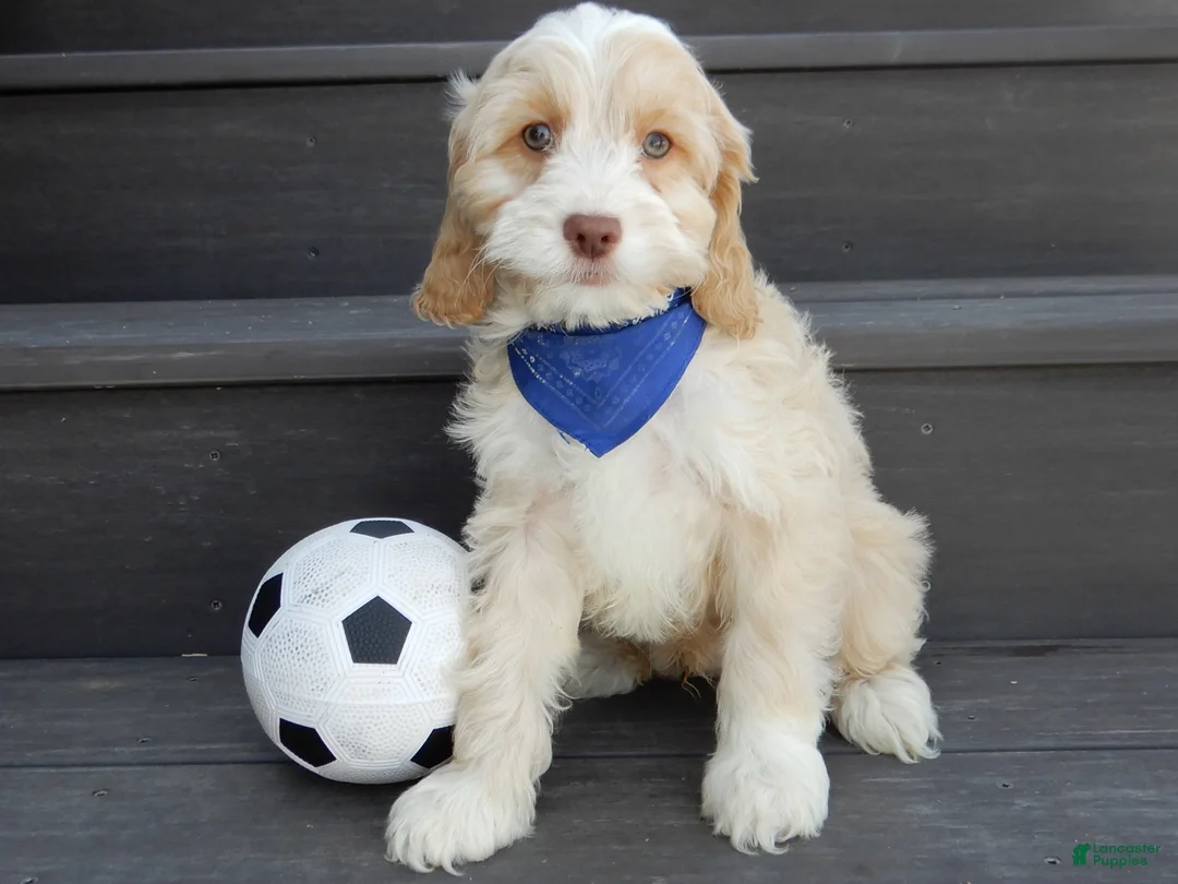 Cockapoo dogs for sale: Joey - Ad 1