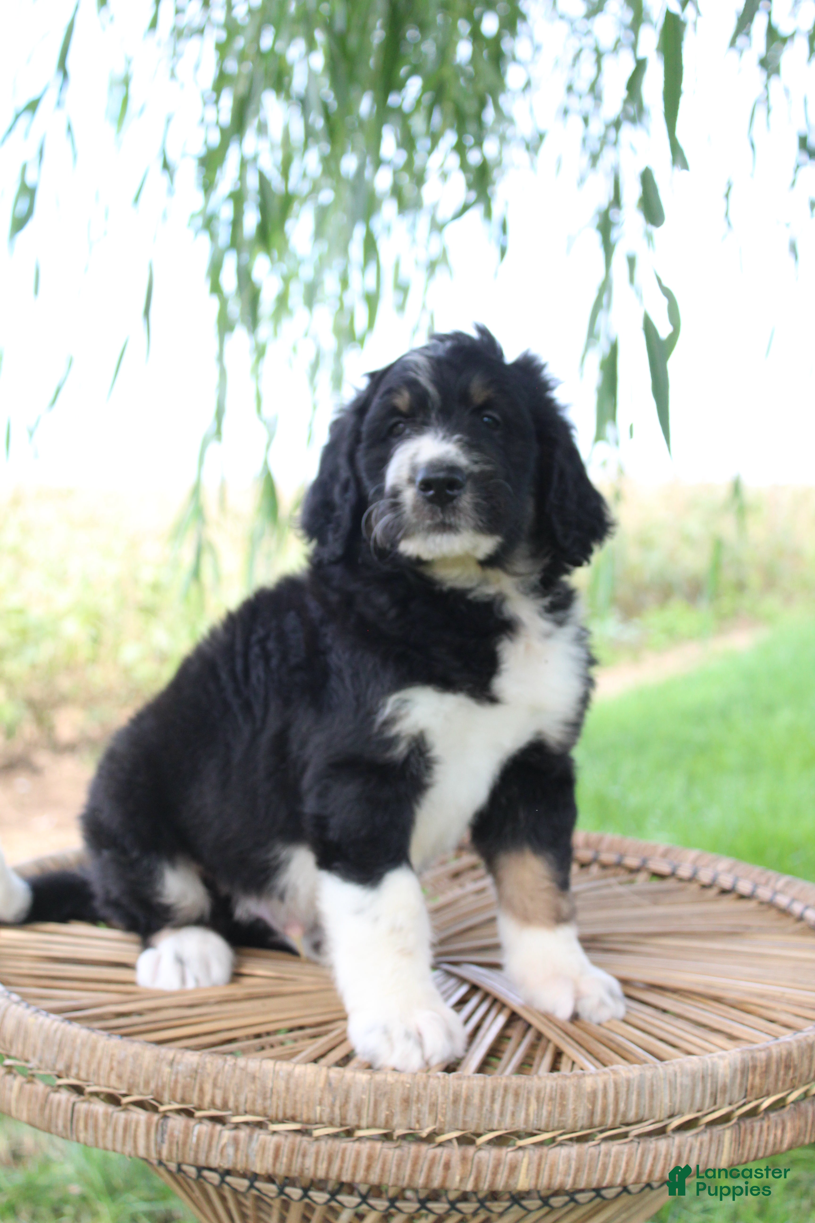 Bernedoodle dogs Hank - Ad 2