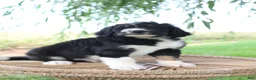 Bernedoodle dogs for sale: Hank - Ad 2