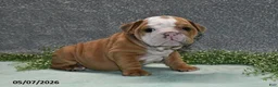 English Bulldog dogs for sale: Jimbo - Ad 2