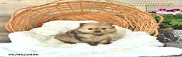 Pomeranian dogs for sale: Alex - Ad 1