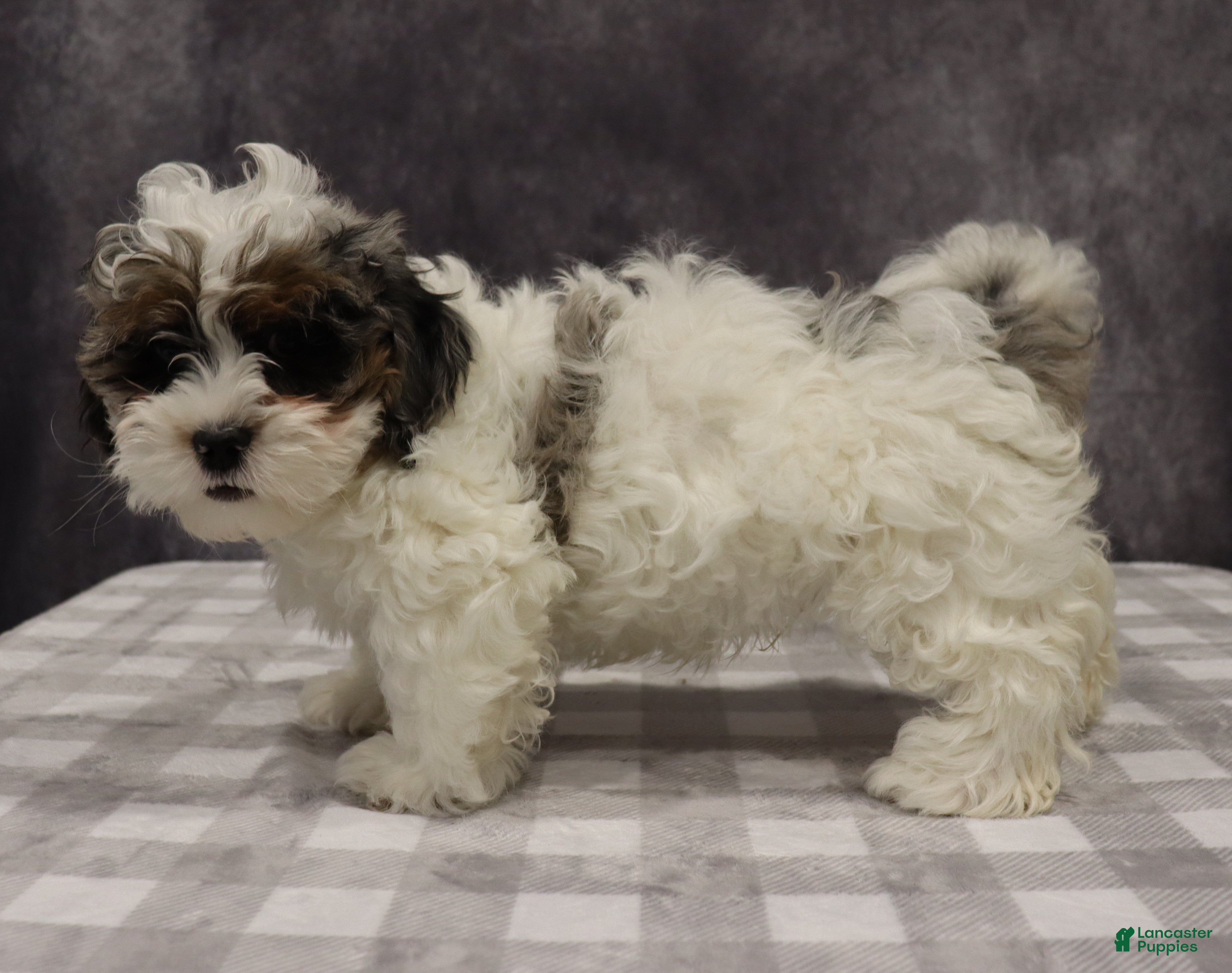 Shihpoo dogs Parker - Ad 2