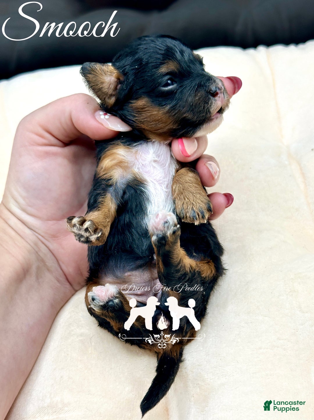 Miniature Poodle dogs for sale: Miniature Poodle Puppy 1 - Ad 2