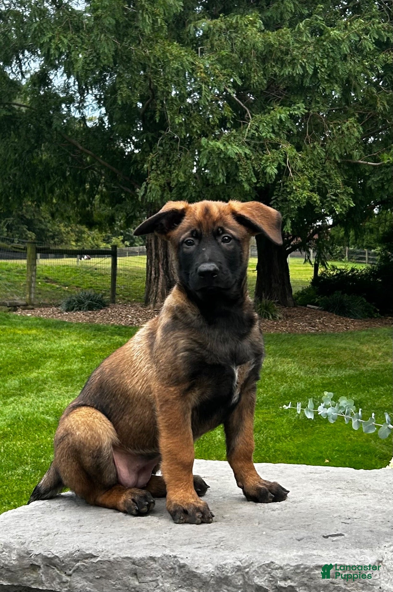 Belgian Malinois dogs for sale: Corina - Ad 1