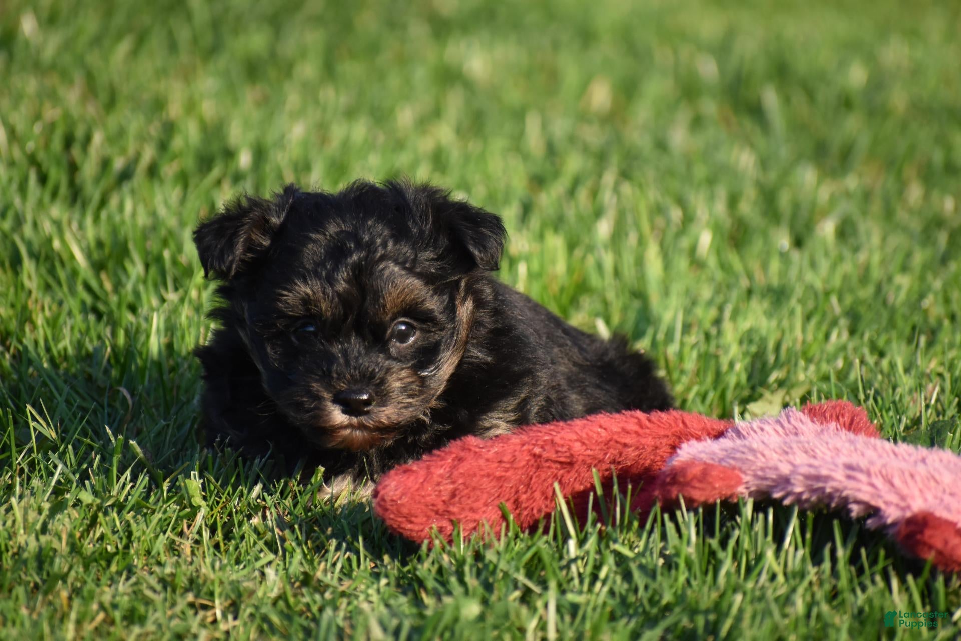 Mixed Breed dogs for sale: Stoker - Ad 2