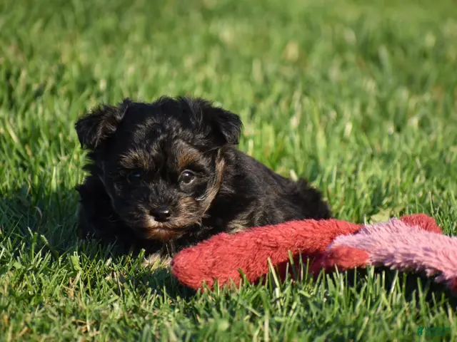 Mixed Breed dogs for sale: Stoker - Ad 2