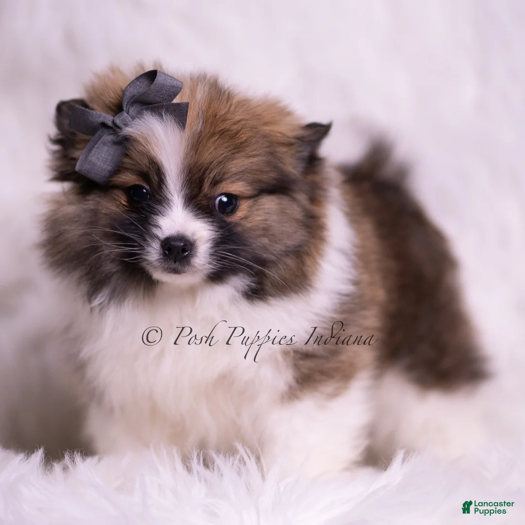 Pomeranian dogs for sale: Teddy Bear - Ad 6