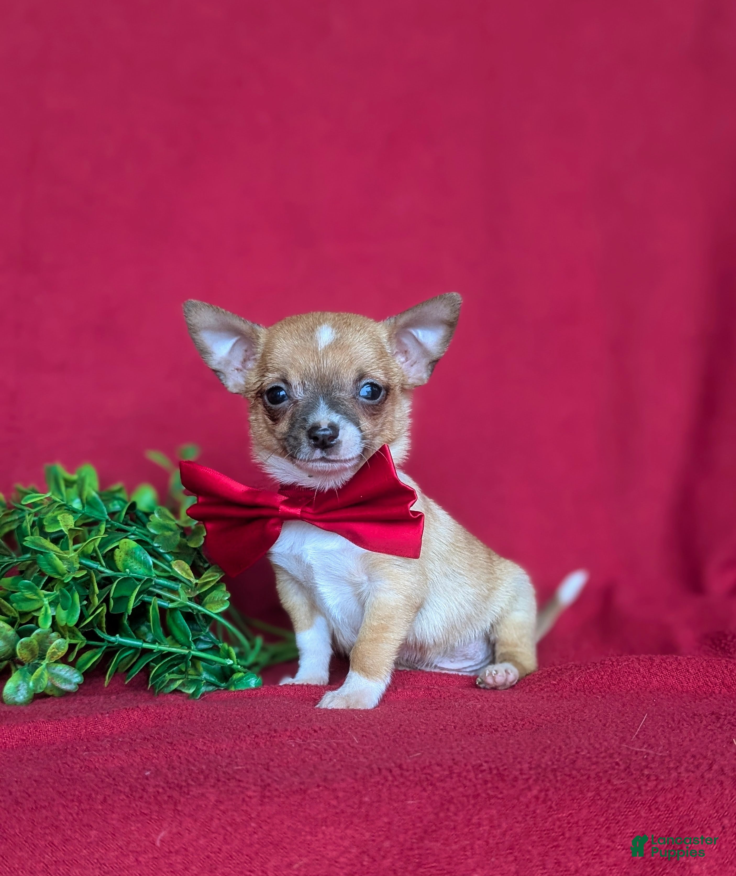 Chihuahua dogs Jethro 6 lbs Full Grown - Ad 1