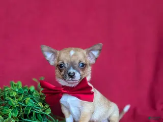 Chihuahua dogs for sale: Jethro 6 lbs Full Grown - Ad 3