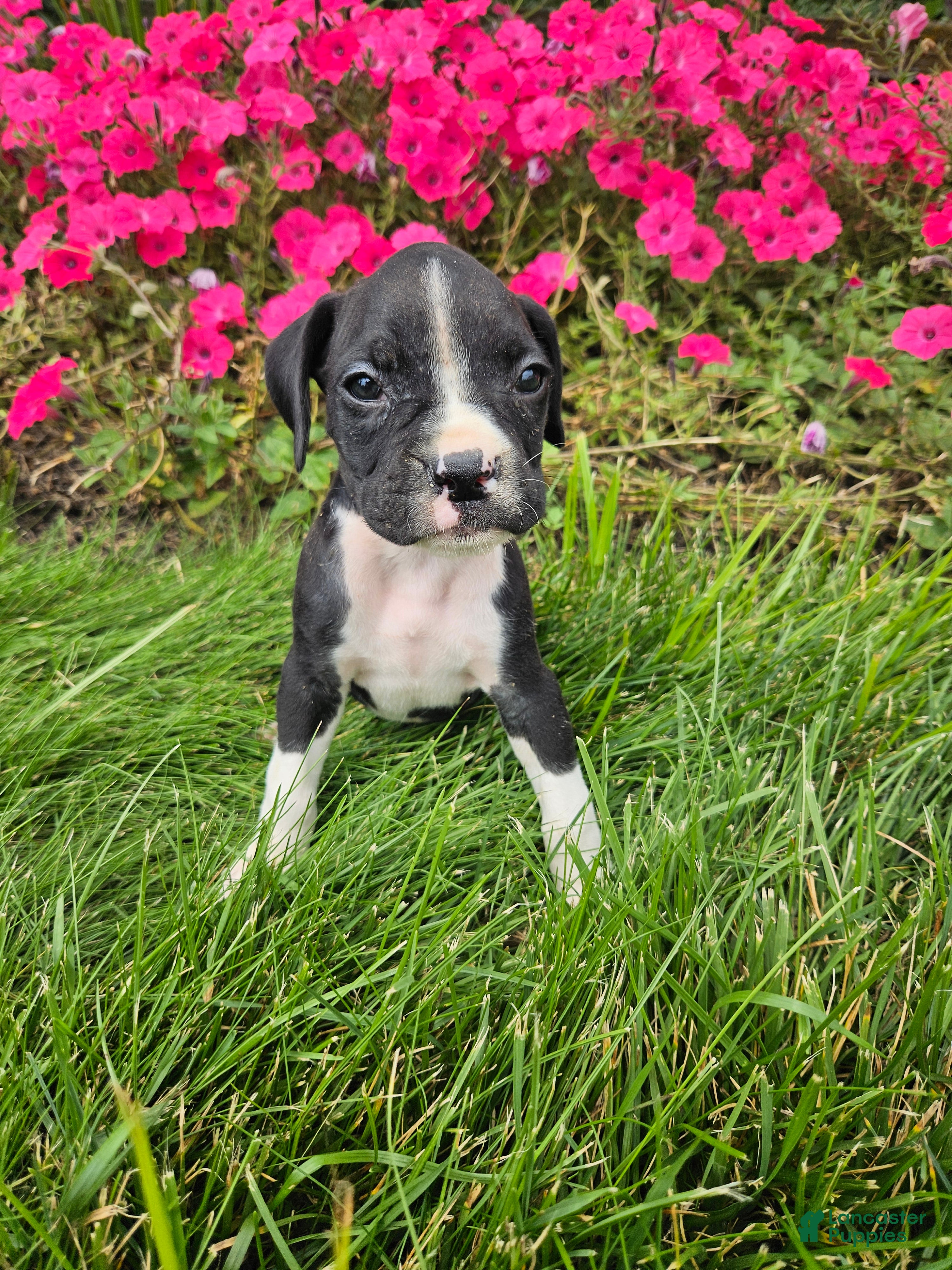 Boxer dogs Bindi - Ad 8